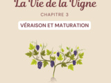 Vie de la Vigne Chapitre 3 : Véraison et Maturation 🍇