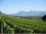 Vins de Savoie par Bacchus