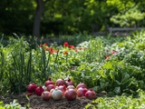 Légumes Commençant par o : Guide Ultime des Variétés d’Oignons pour Diversifier votre Potager