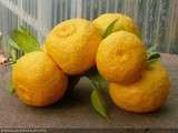 Yuzu // citron japonais