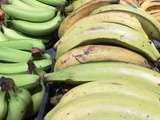 Bananes plantains vertes frites – allocos ou alokos