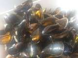 Moules mariniere