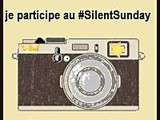 Silent Sunday #4