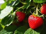 Culture du fraisier : plantation, entretien et récolte pour des fraises savoureuses