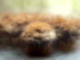 Muffins à la myrtille et cœur de cheesecake : recette facile et gourmande
