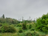 Camaïeu de vert