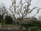 Cerisier et le verger de notre voisin