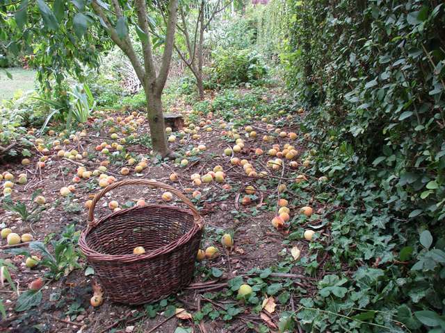 Recettes de Confiture de peche et Épices