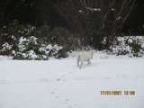 Cruik dans la neige