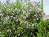 Lilas