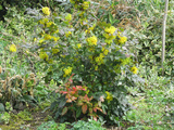 Mahonias