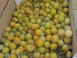 Mirabelles