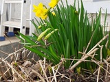 Premières jonquilles