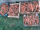 Récolte de nos carottes