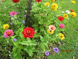 Zinnias