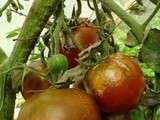 Comment soigner le mildiou de la tomate