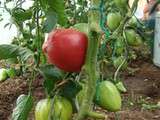 J’entretiens les plants de tomates