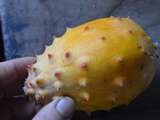 Kiwano, Cucumis metulifer ou melon cornu d’Afrique