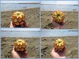 Pomme à la plage #2