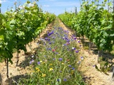 À la découverte du vignoble Anjou-Saumur #1