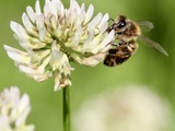 Propolia : les trésors de la ruche au service de notre bien-être