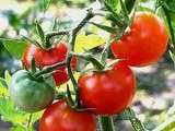 Tiramisu tomates / basilic / lard
