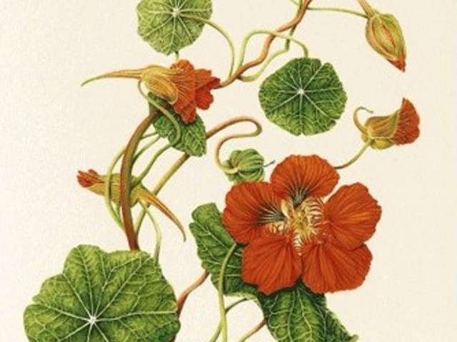 Recettes de Capucine