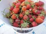 Premier bol de fraises du jardin