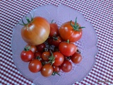 Récolte de tomates 2021