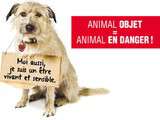 Animal en danger : signez la pétition
