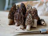 Morilles en risotto