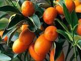 Kumquats confits et son sirop mielleux