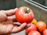 Tout savoir sur la Tomate de Bretagne