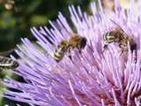 Apis Campus : association de protection des abeilles à Nice