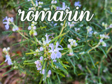 Vertus du romarin