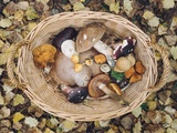 15 recettes aux champignons pour célébrer l’automne