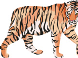 2022 : l'année du Tigre d'Eau (nouvel an chinois)