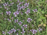 Balade du matin : à la rencontre du serpolet en fleurs
