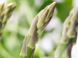 Conserver les asperges : 3 méthodes faciles pour profiter de la saison plus longtemps
