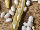Haricot blanc de Paimpol : le trésor breton de fin d’été