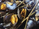 Moules de bouchot rôties au four au fenouil sauvage : une recette iodée et parfumée