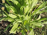 Plantain lancéolé (Plantago lanceolata)