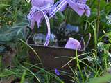 Sirop de violettes du jardin