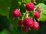 Zoom sur ... La Framboise : un petit fruit rouge aux grandes qualités