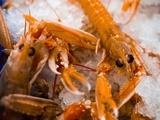 Zoom sur la Langoustine : élégance marine & cuisine de saison