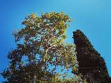 Regarder en l'air...
Bon dimanche !
#greece #nature #autumn