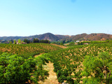 Autre Algarve: terroirs et acteurs du vin