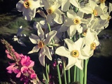 En Mai, ce sont les poètes qui cueillent les Narcisses