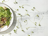 ➤ Les graines germées : un trésor nutritionnel à faire pousser chez soi🌱