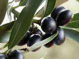 Olives noires, lesquelles acheter